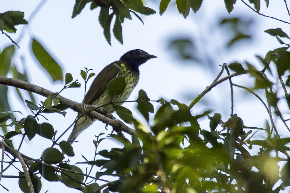 Bare-throated Bellbird - Claudio SOUZA