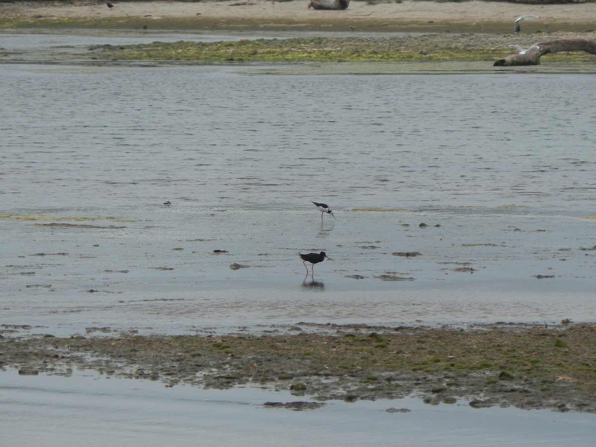 Black Stilt - ML24126341