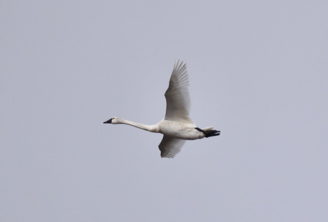 Tundra Swan - ML241263571