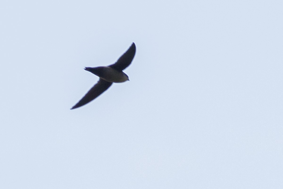 Gray-rumped Swift - Claudio SOUZA