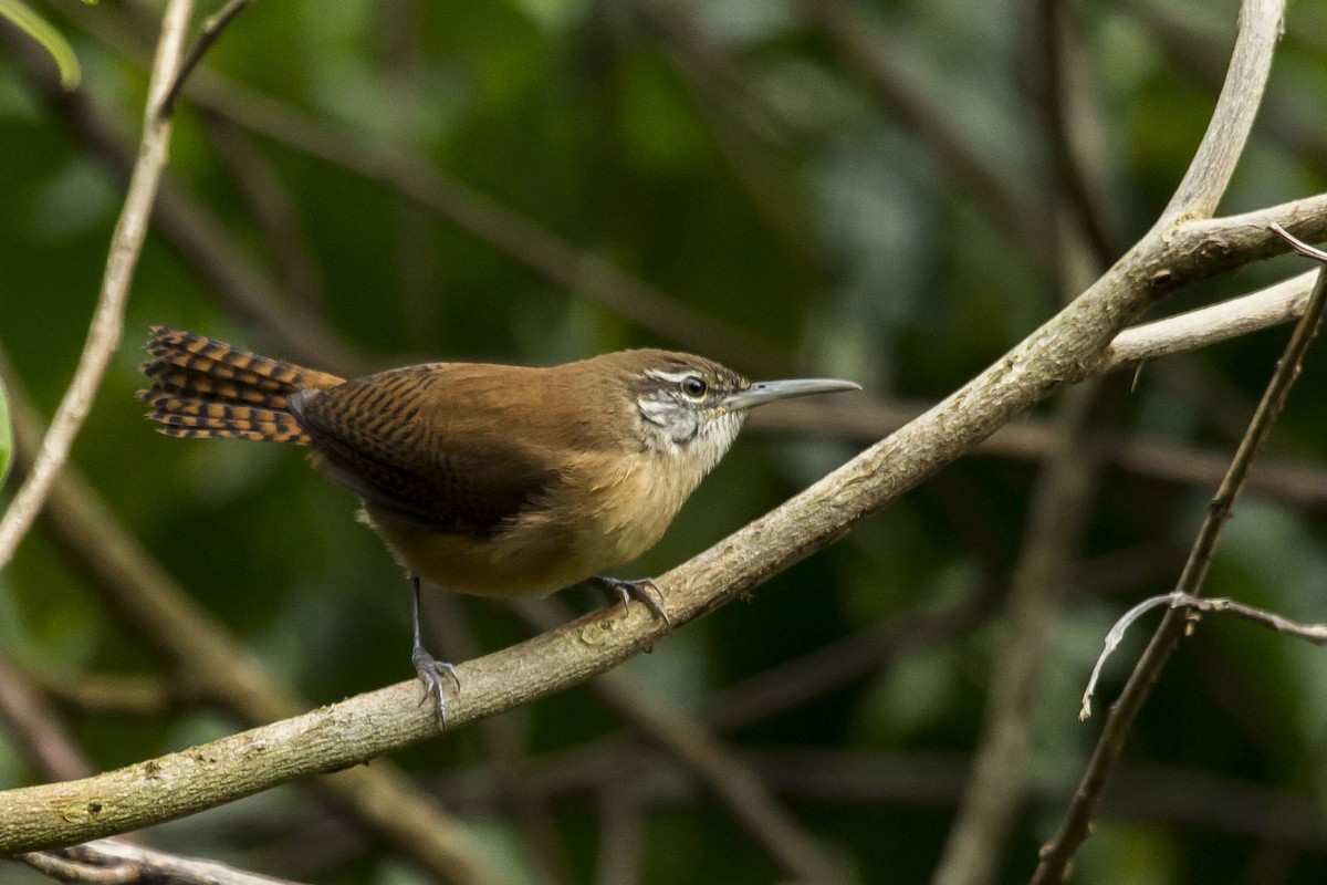 Long-billed Wren - ML241263991