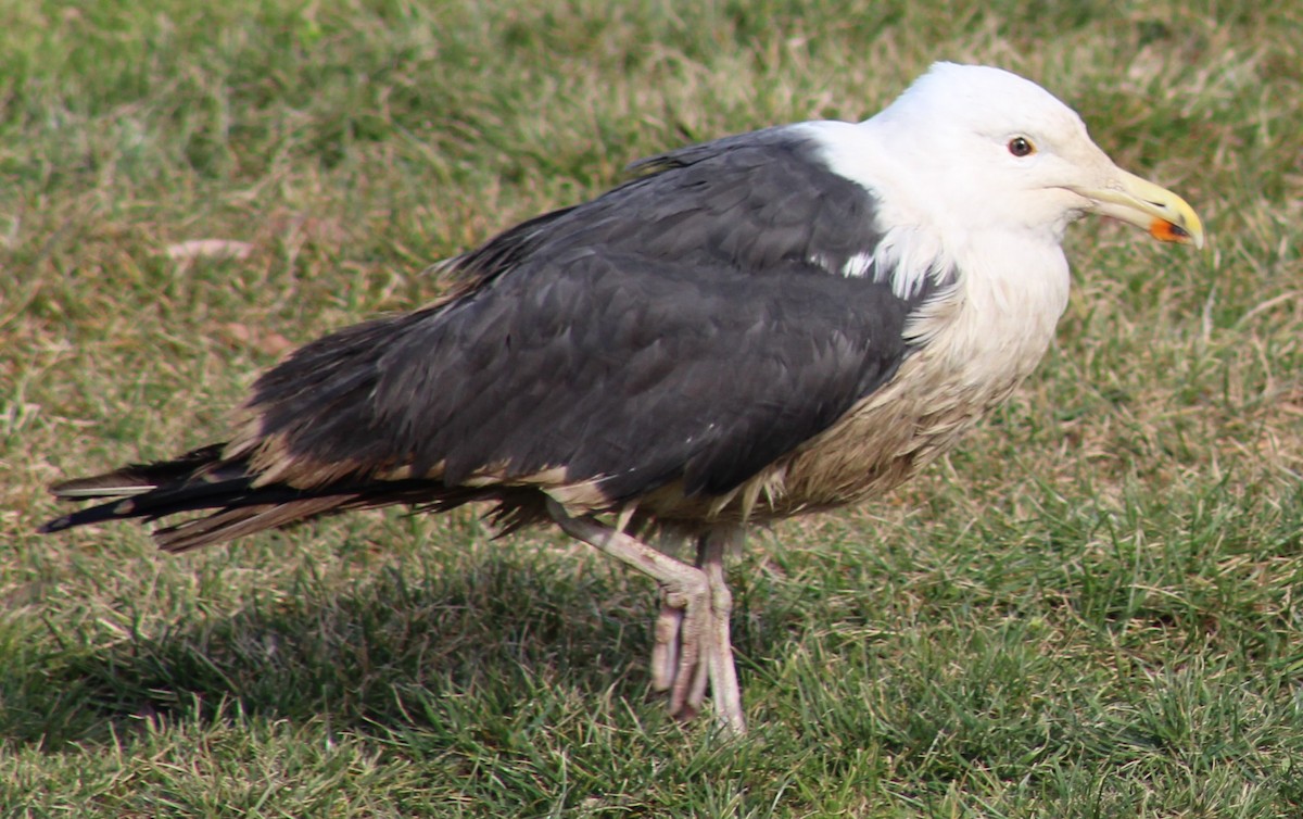 Great Black-backed Gull - ML24126421