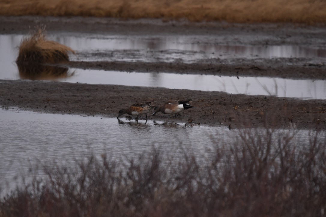 American Wigeon - ML241264241