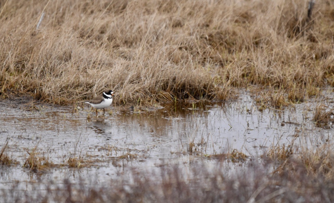 Semipalmated Plover - ML241264341