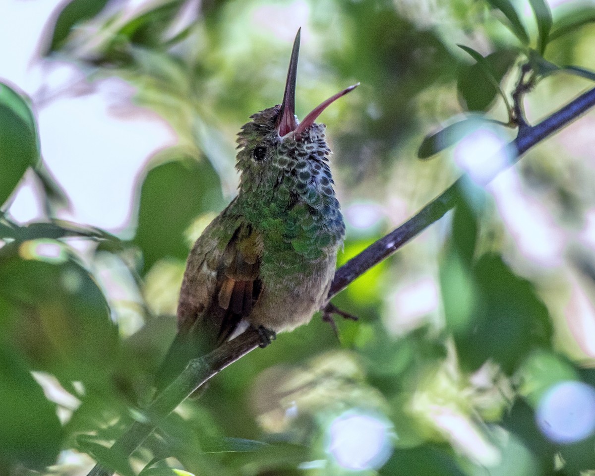 hummingbird sp. - ML241265111