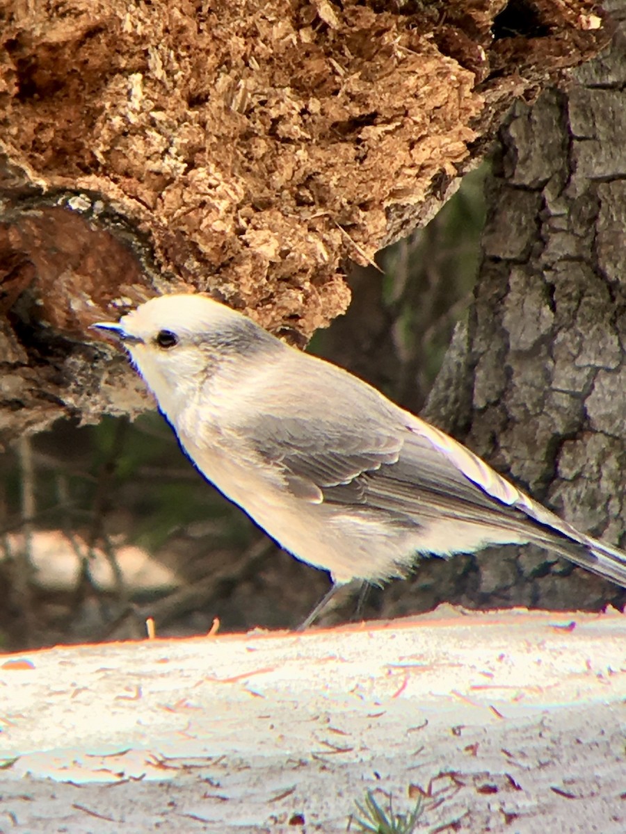 Canada Jay - Ryan Votta