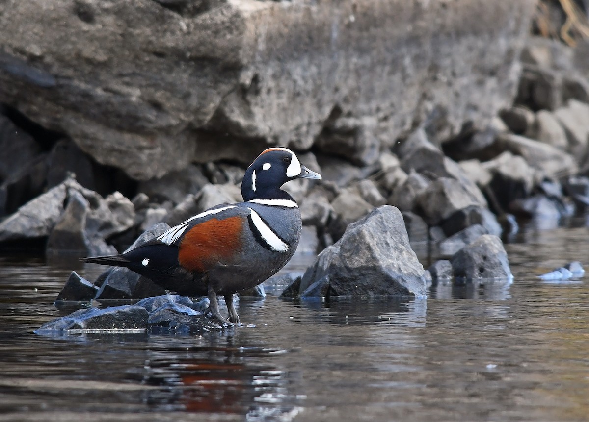 Harlequin Duck - ML241268511