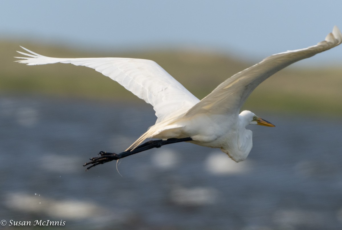 Great Egret - Susan Mac