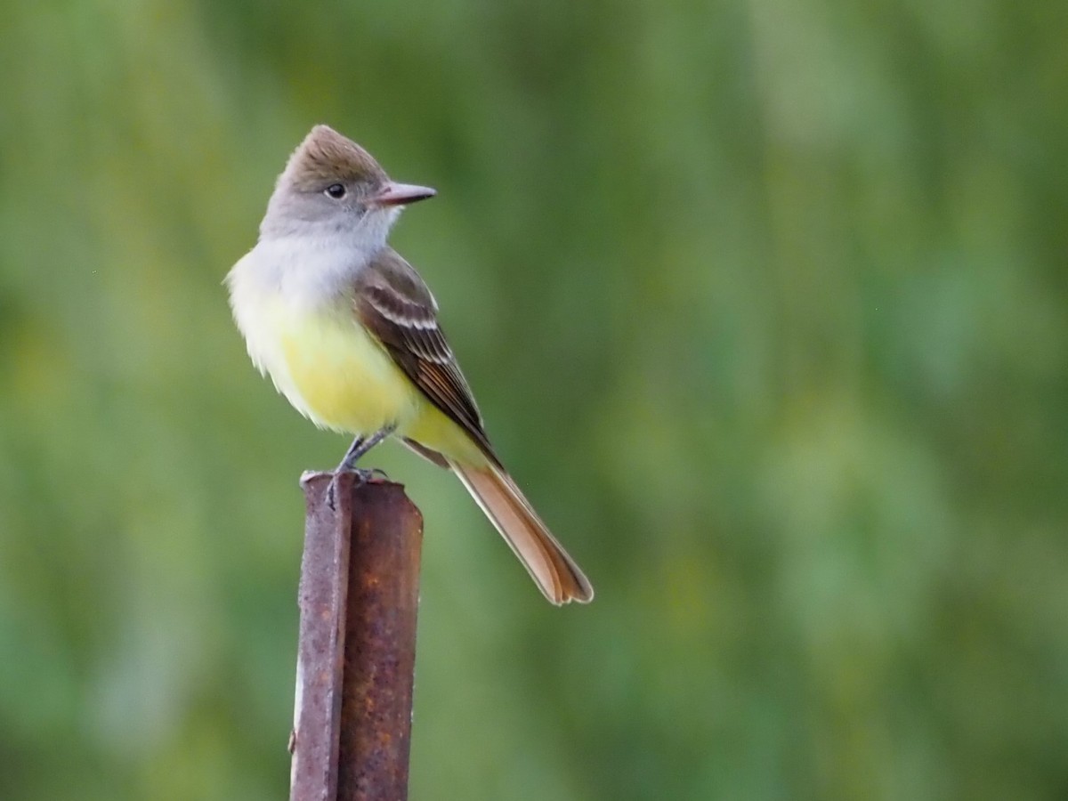 Great Crested Flycatcher - Sarah Preston