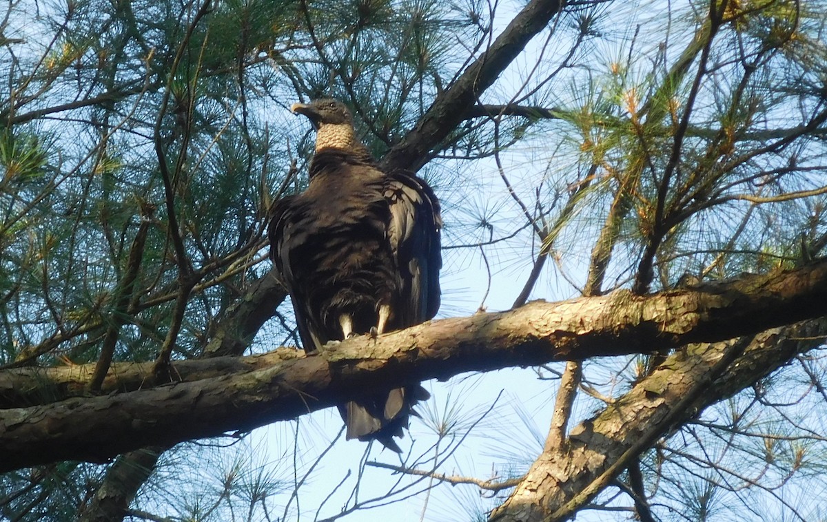 Black Vulture - ML241276241