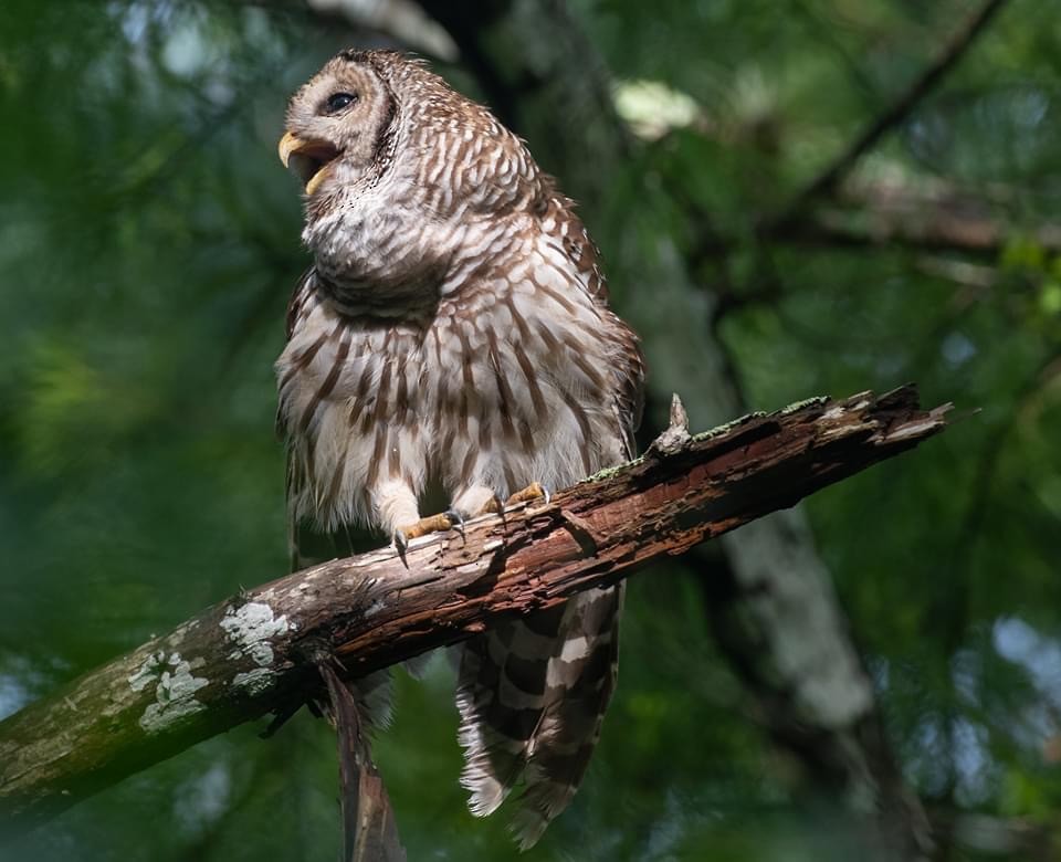 Barred Owl - Homer Gardin