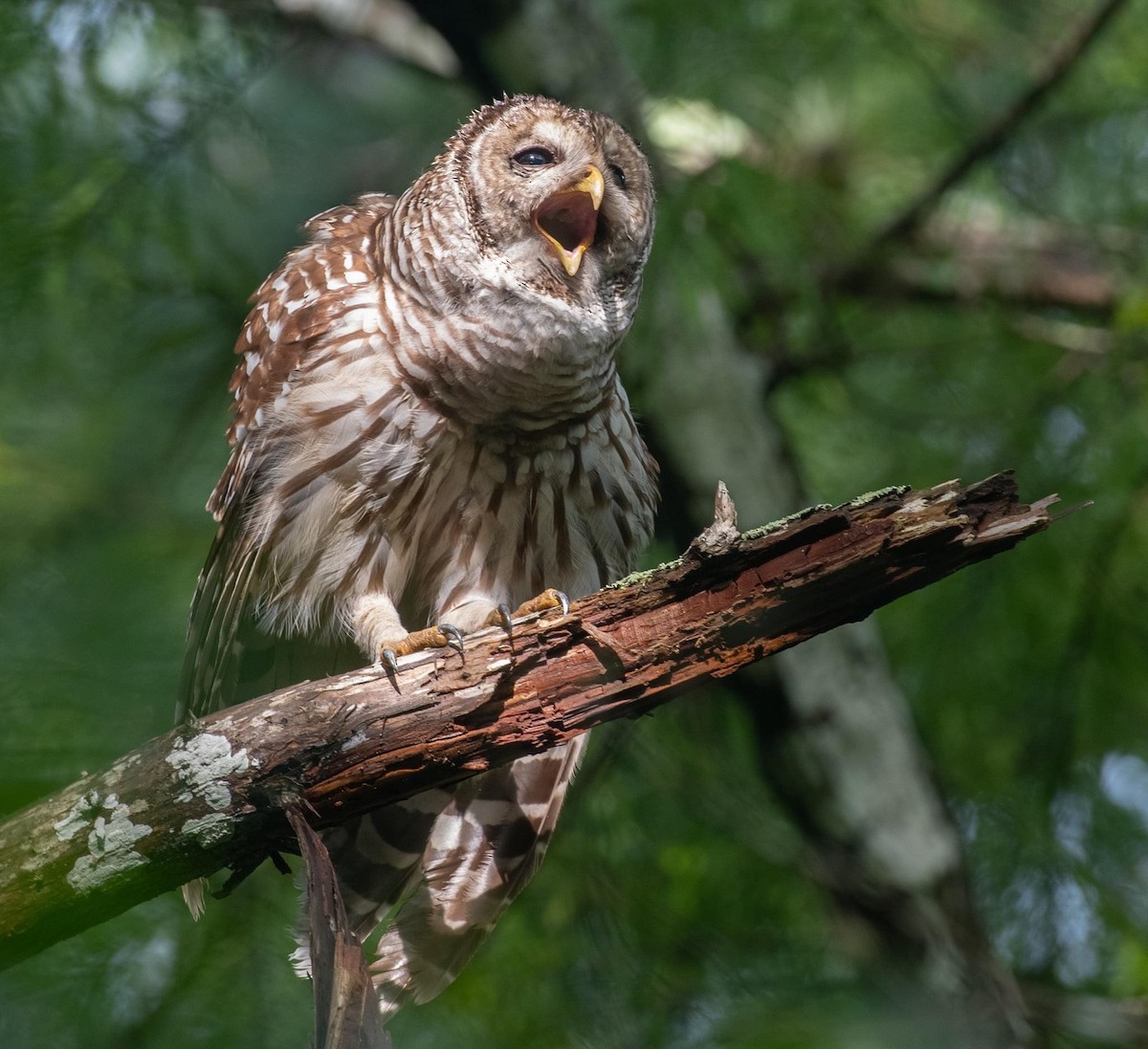 Barred Owl - Homer Gardin