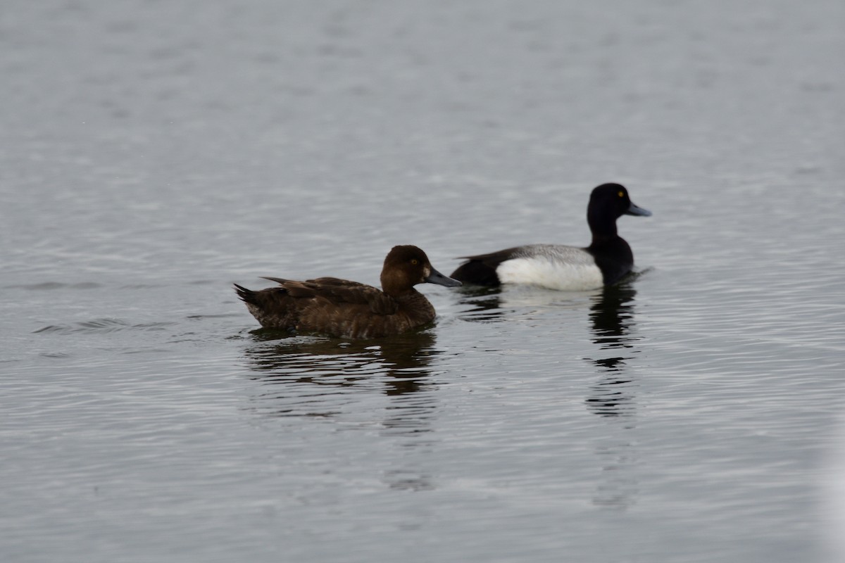 Lesser Scaup - Tim Dunn