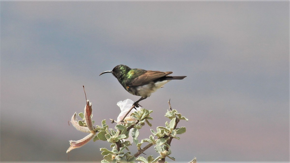 Dusky Sunbird - Anonymous