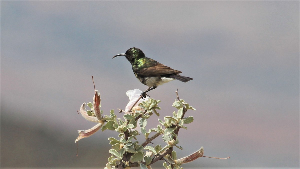 Dusky Sunbird - Anonymous