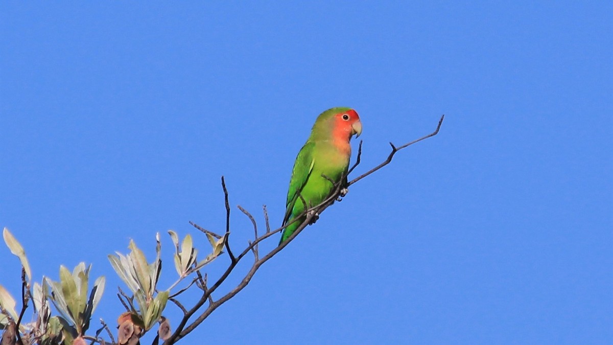 Rosy-faced Lovebird - ML241281851