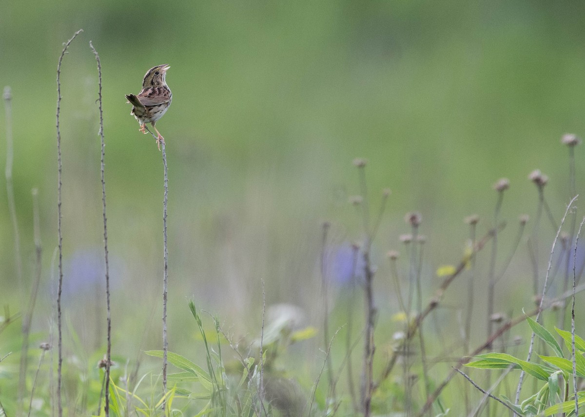 Henslow's Sparrow - ML241283691