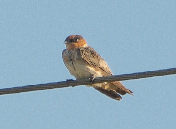 Cave Swallow - ML241283731