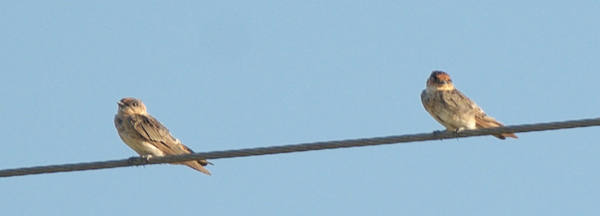 Cave Swallow - ML241283741