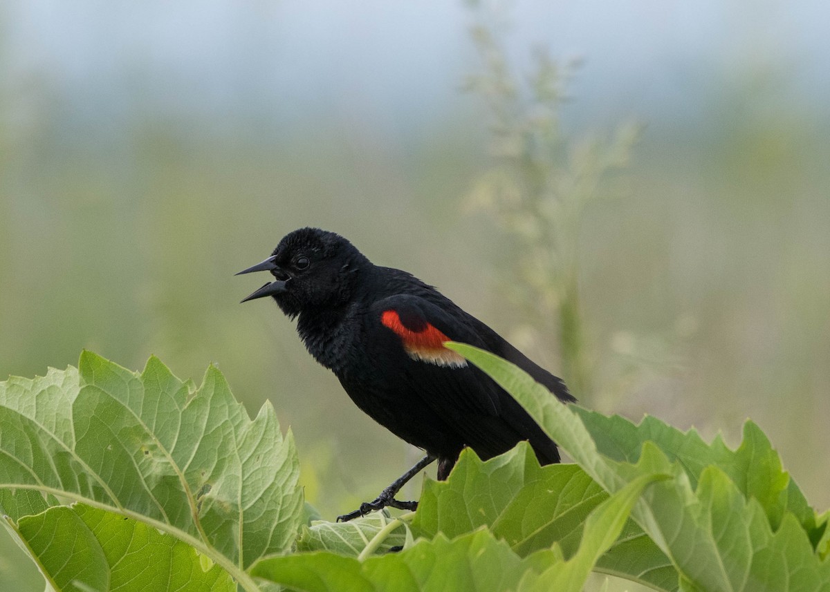 Red-winged Blackbird - Joanne Dial