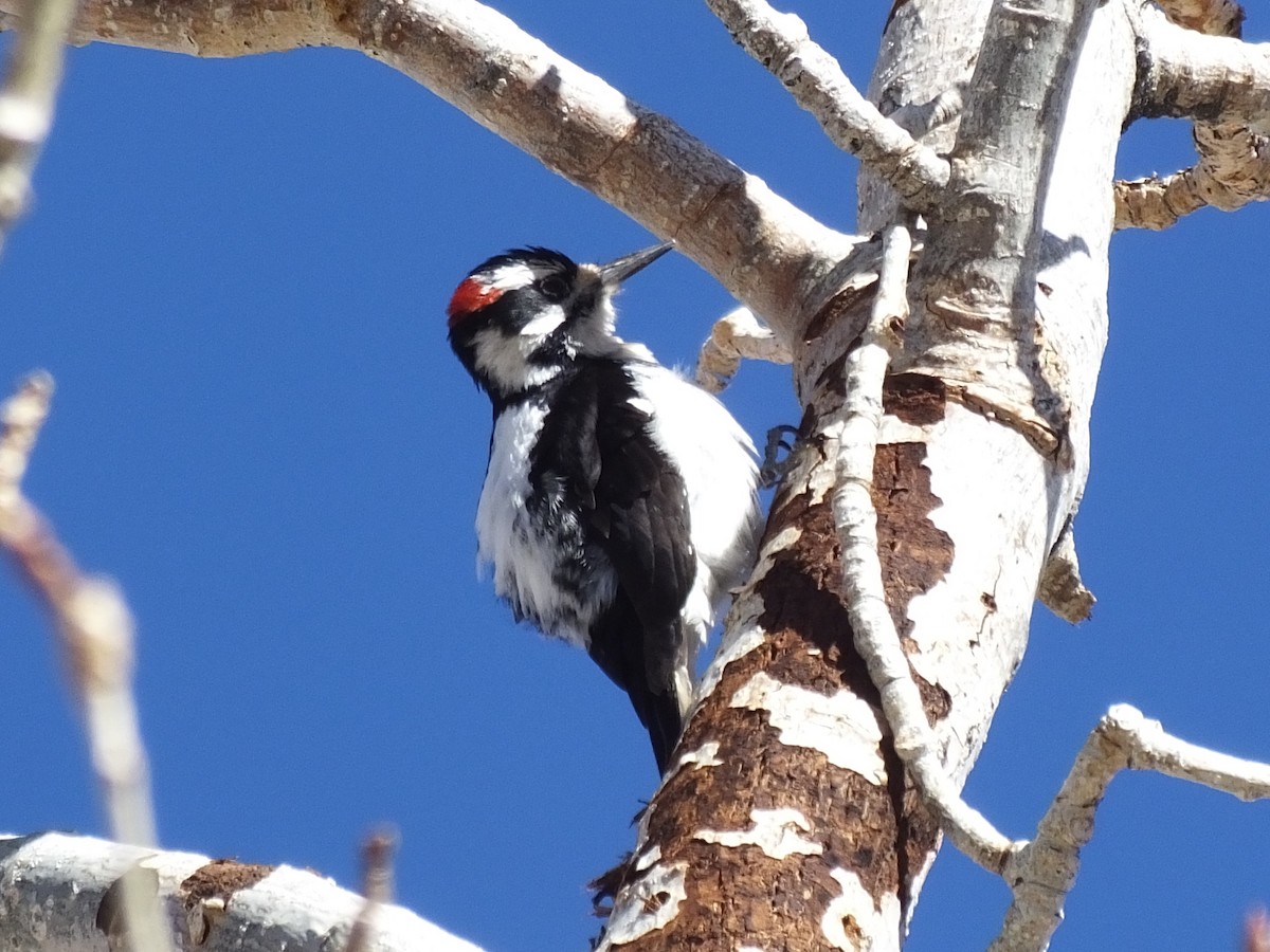 Hairy Woodpecker - ML24128551