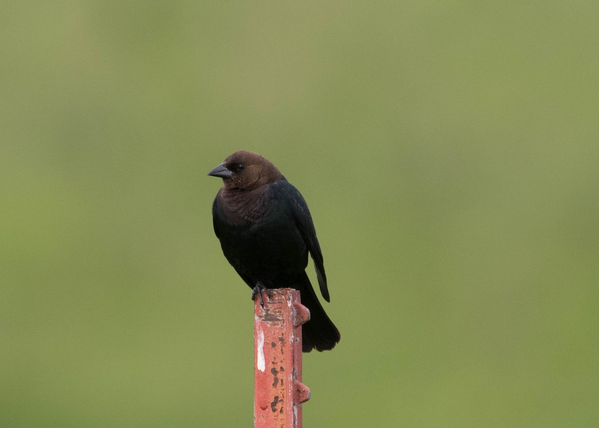 Brown-headed Cowbird - ML241286191