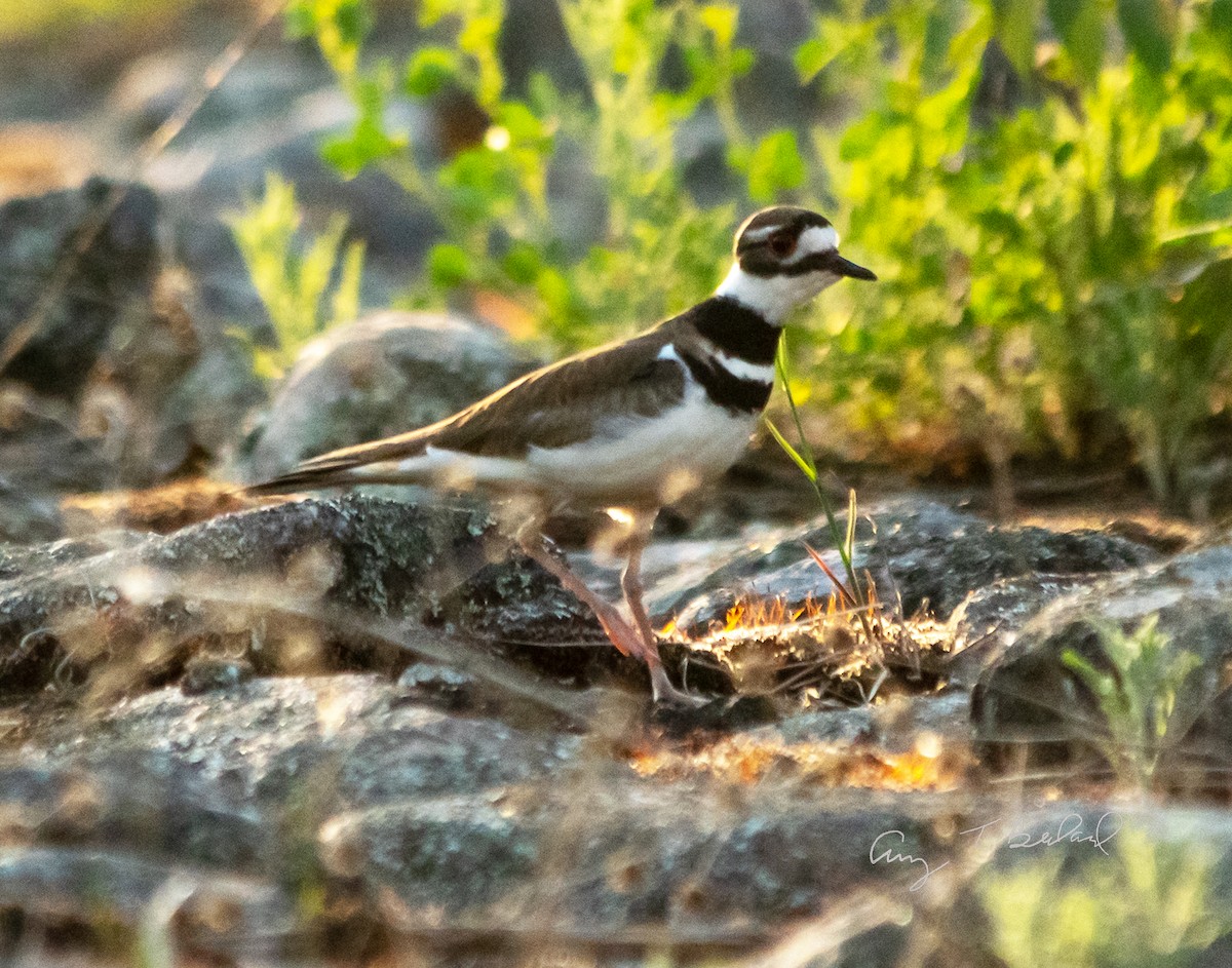 Killdeer - Amy Bedard