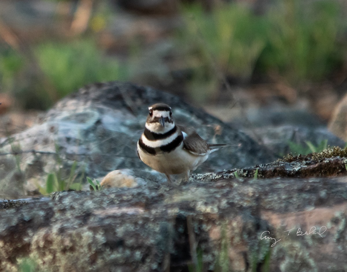 Killdeer - ML241286371