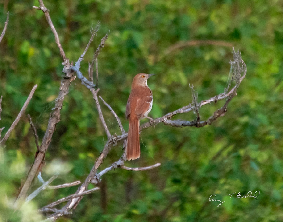 Brown Thrasher - ML241286451