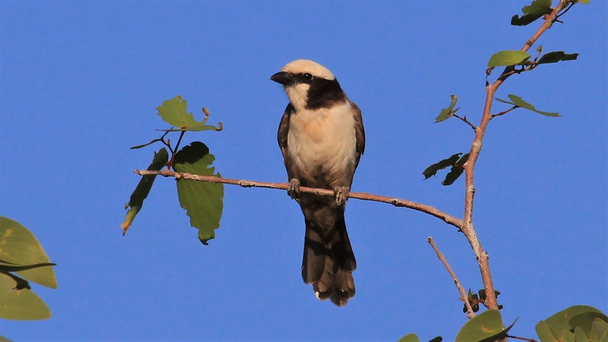 White-crowned Shrike - Anonymous