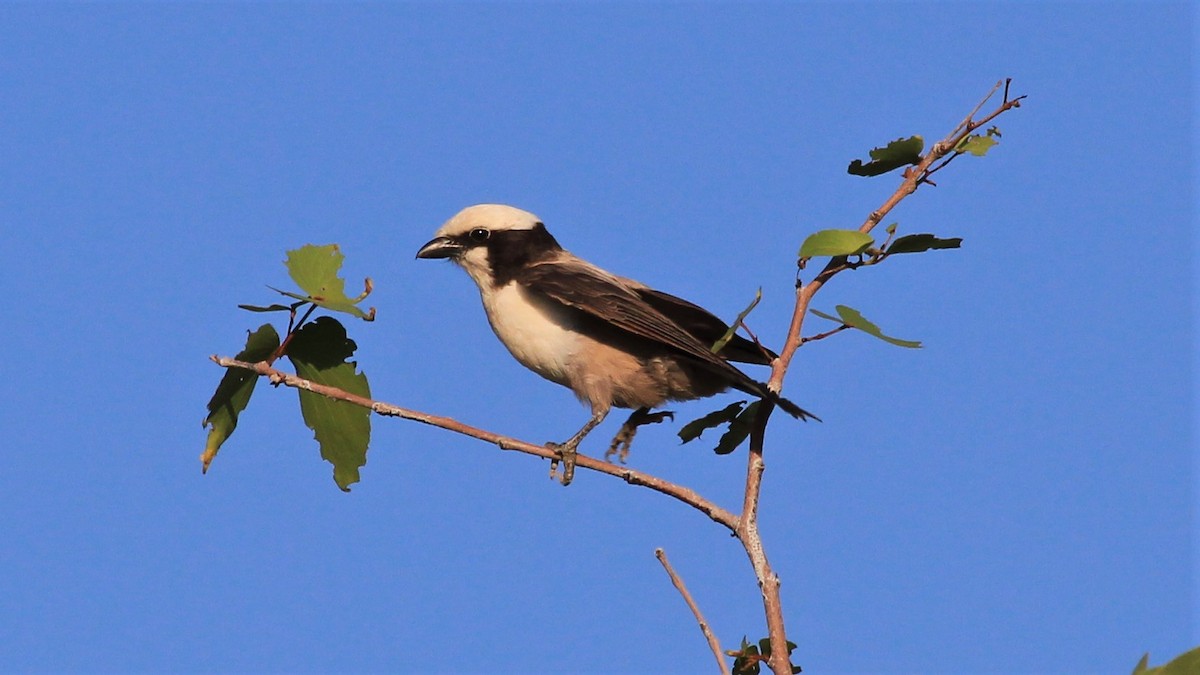 White-crowned Shrike - Anonymous