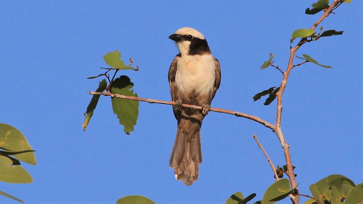 White-crowned Shrike - ML241288501