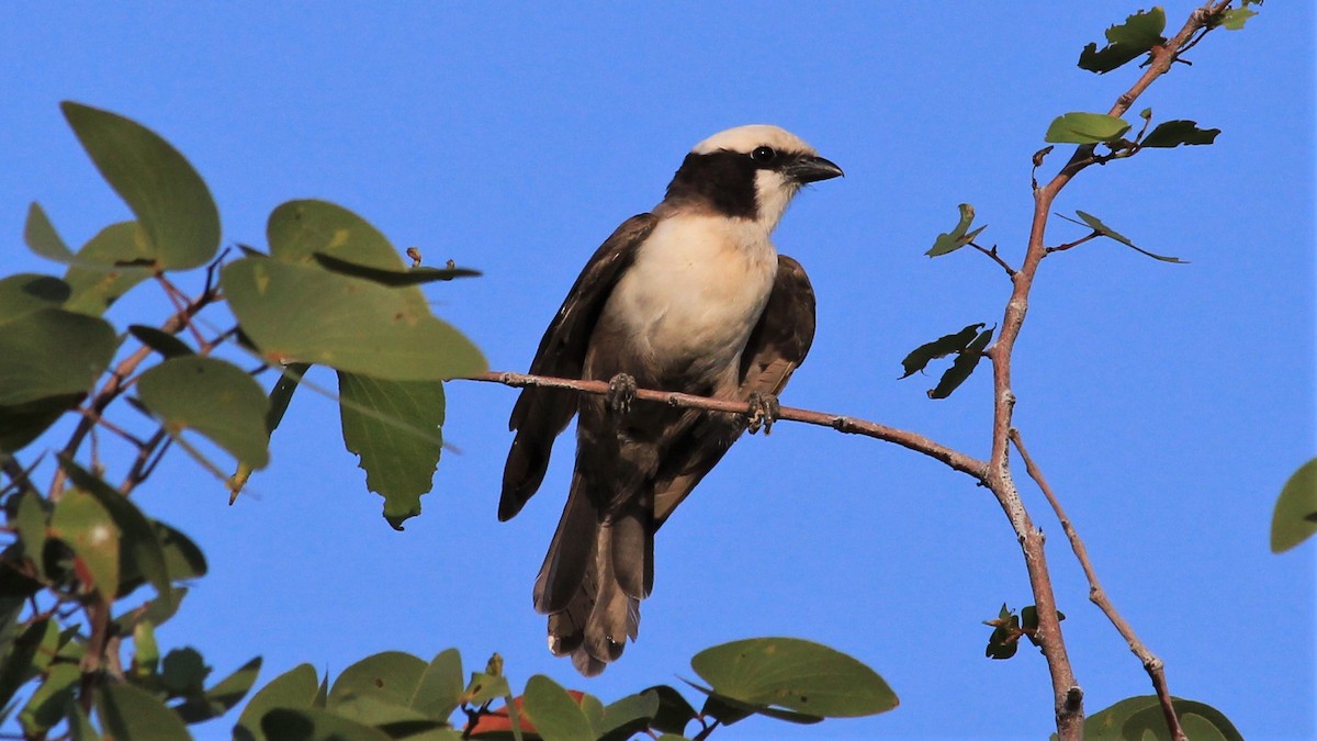 White-crowned Shrike - ML241288511