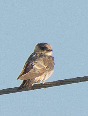 Cave Swallow - ML241289721