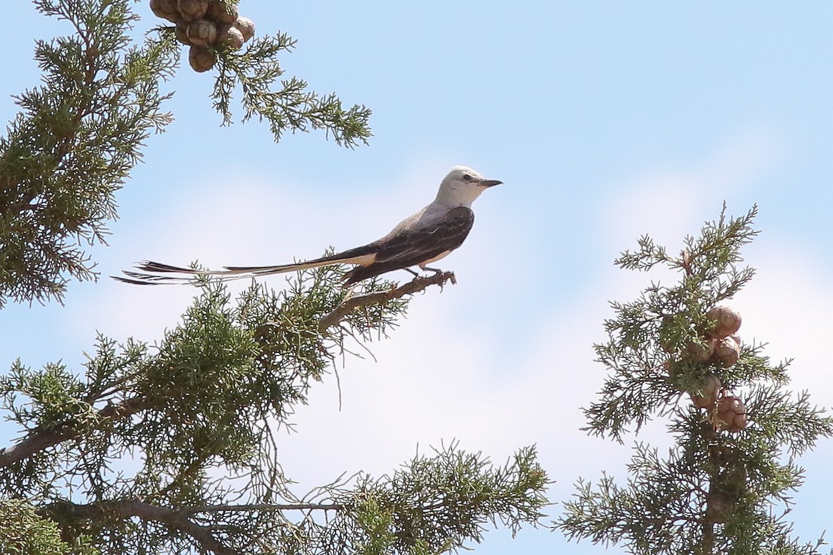 Scissor-tailed Flycatcher - ML241289761