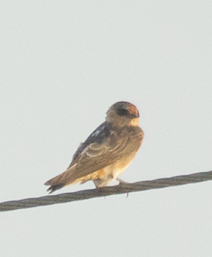 Cave Swallow - ML241290841