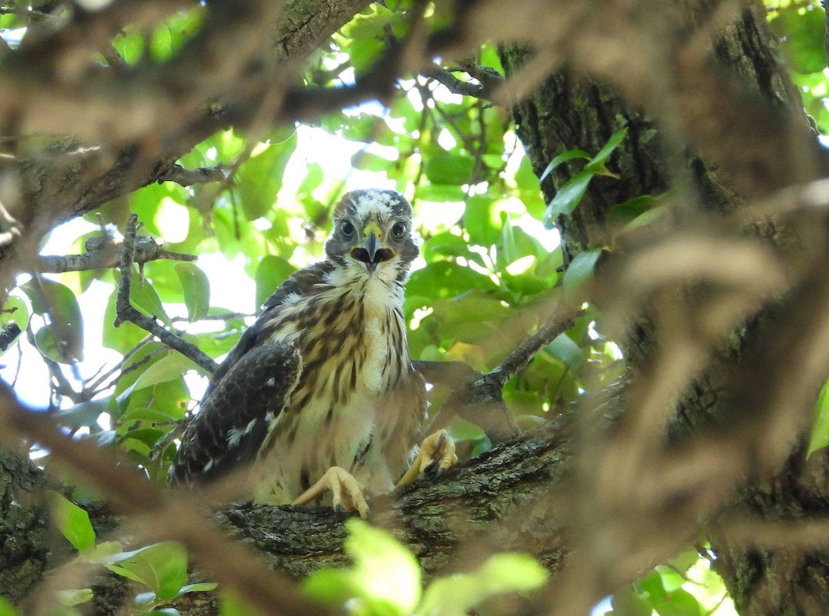 Cooper's Hawk - ML241292441