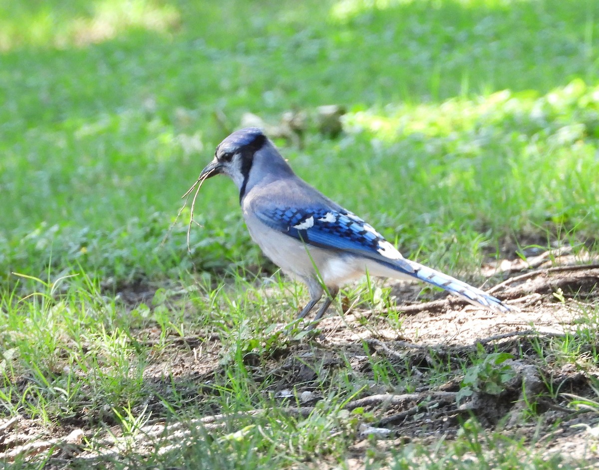 Blue Jay - ML241292721