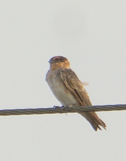 Cave Swallow - ML241292961