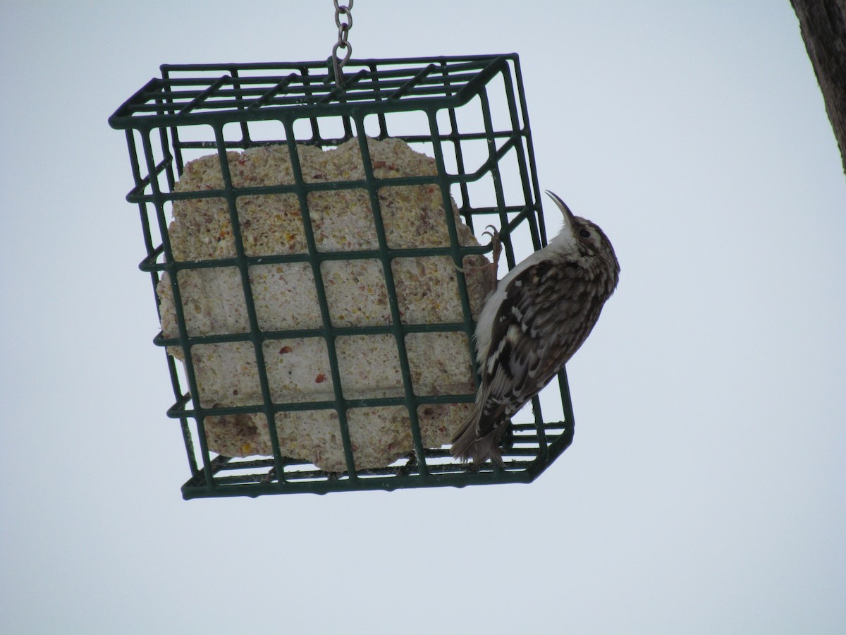 Brown Creeper - ML24129301