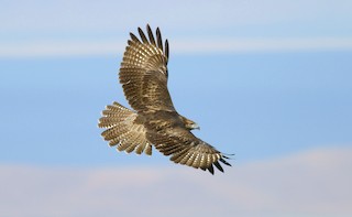 red-tailed hawk (calurus/alascensis) - eBird