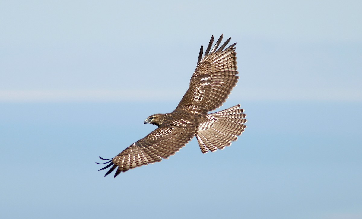 Red-tailed Hawk (calurus/alascensis) - ML241295041