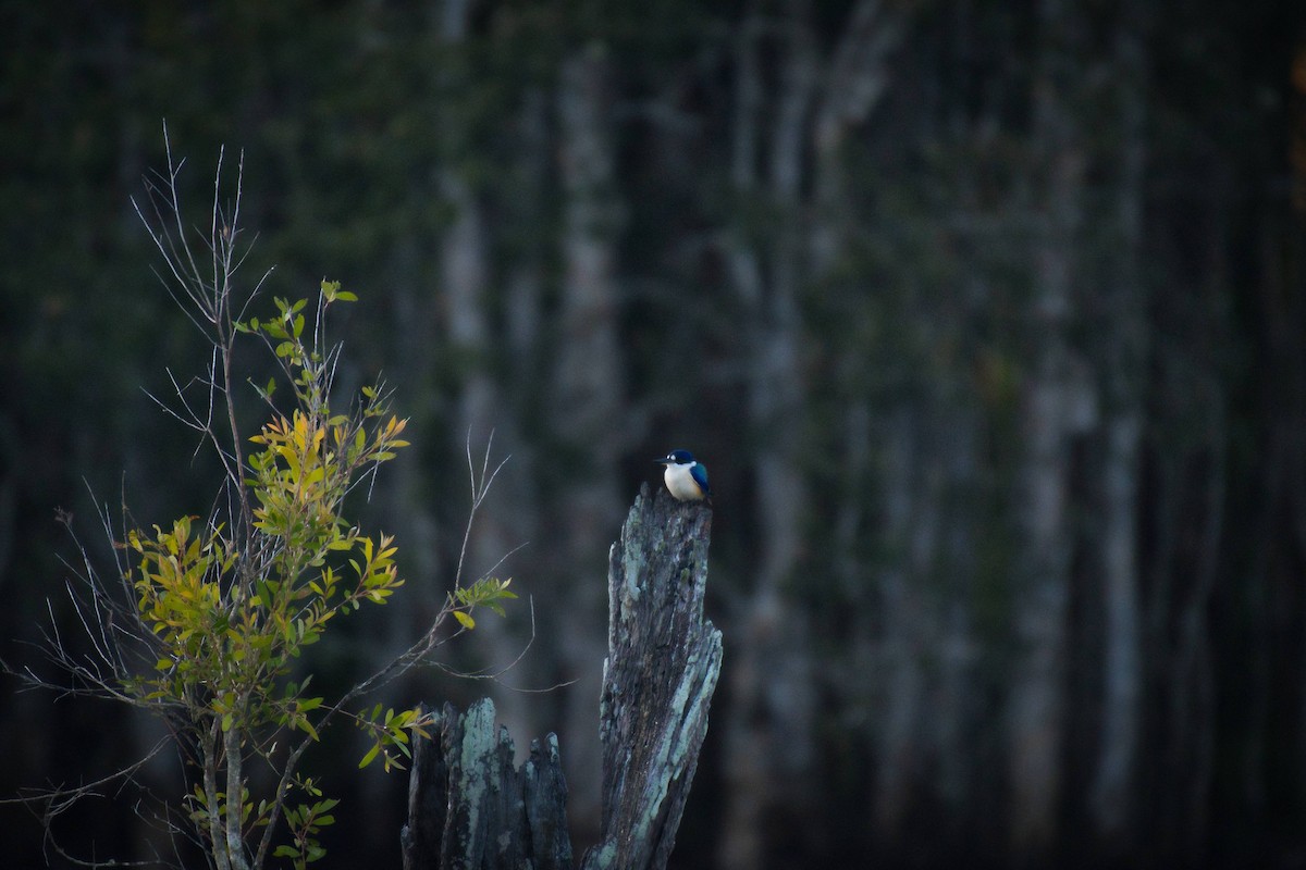 Forest Kingfisher - ML241295611