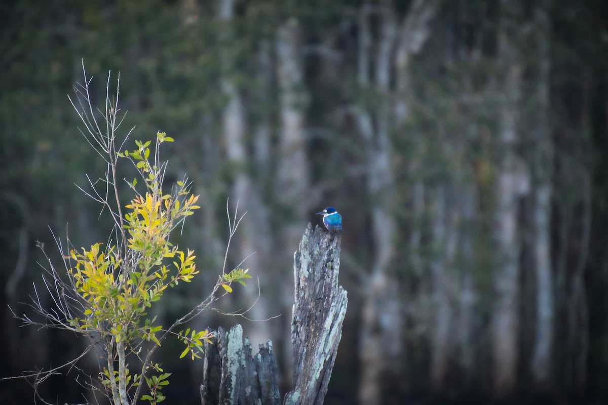 Forest Kingfisher - ML241295661