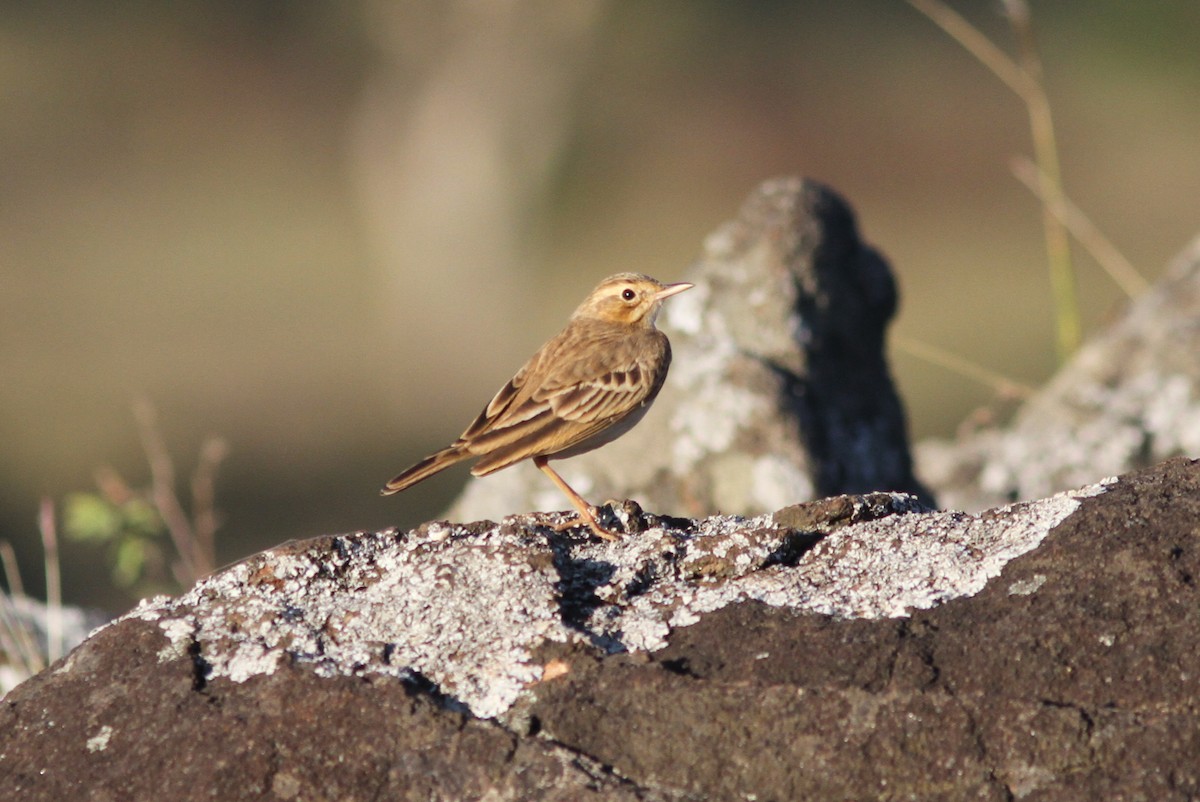 Paddyfield Pipit - Stephan Lorenz