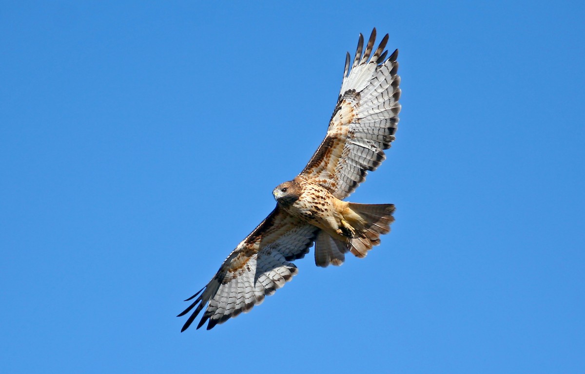 Rotschwanzbussard (calurus/alascensis) - ML241296181