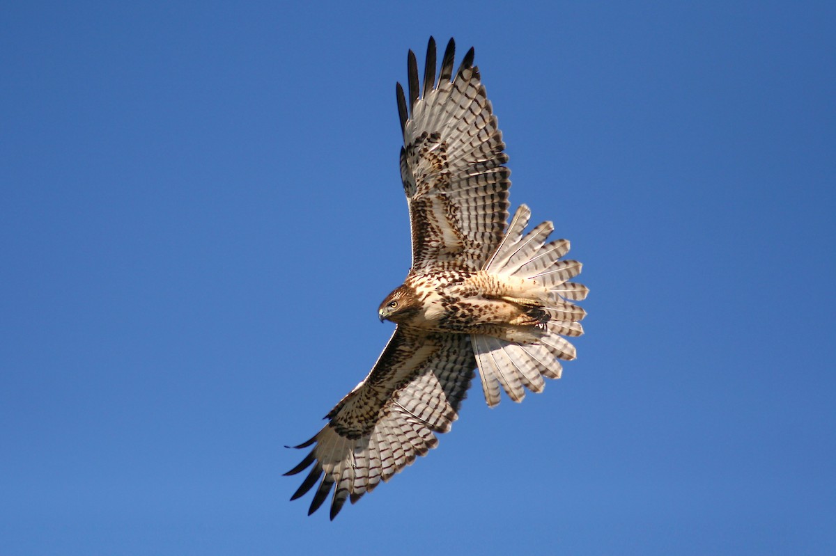 Red-tailed Hawk (calurus/alascensis) - ML241296731