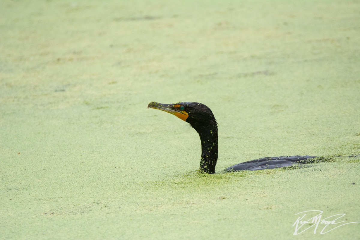 Double-crested Cormorant - ML241300131