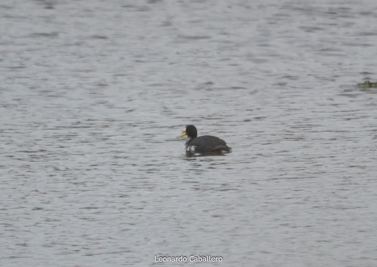 Red-gartered Coot - ML241300721