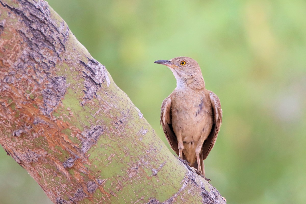 Bendire's Thrasher - Diana Spangler